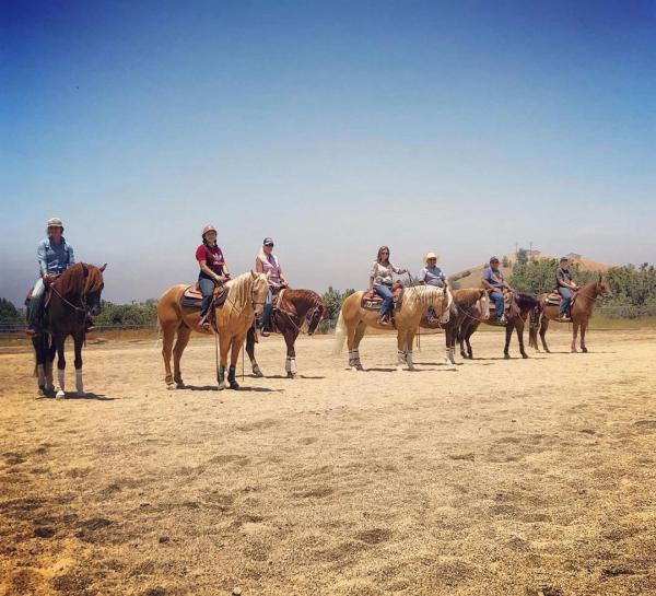 LT Quarter Horses