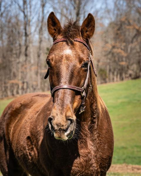 Veteran Equine Time