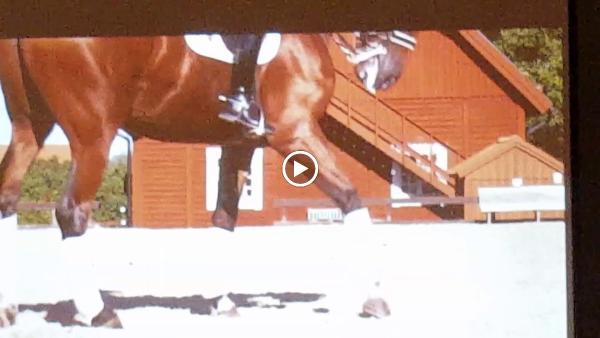 Lincourt Stables
