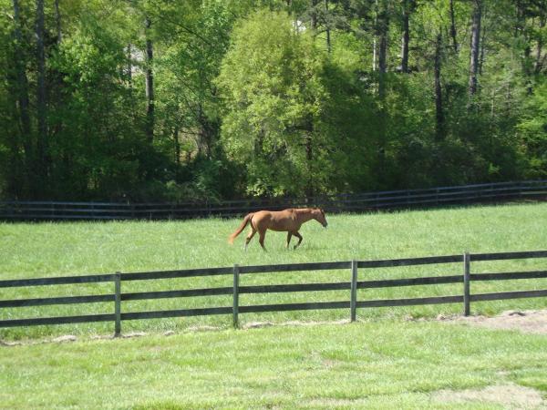 Emerald Leaf Stables