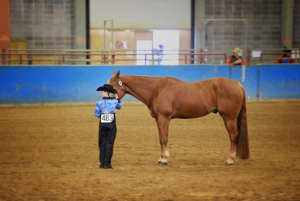 Leslie's Performance Horses Cookeville