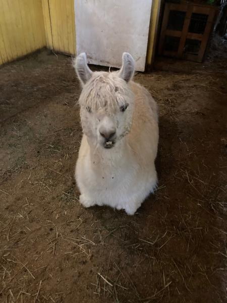 Son Rise Ranch