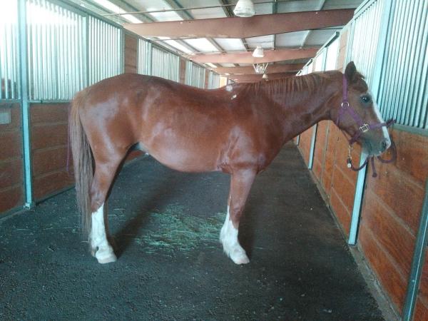 Reno Tahoe Equestrian Centre