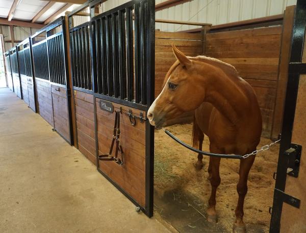 Castleriver Sporthorses