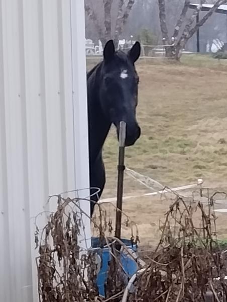 Hoof Beats Stables
