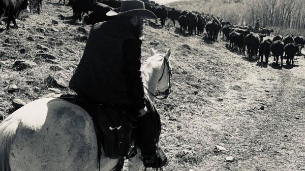 Absolute Training and Horse Sales