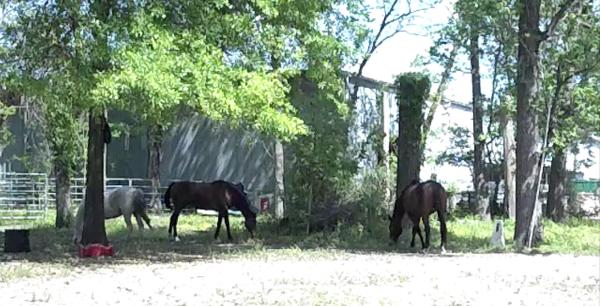 Equestrian Ventures Training