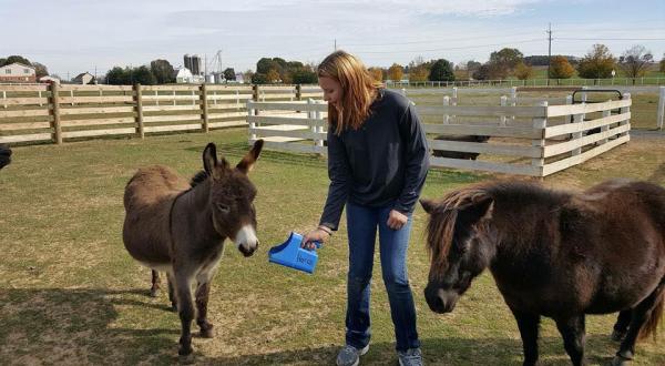 Star Equestrian Center