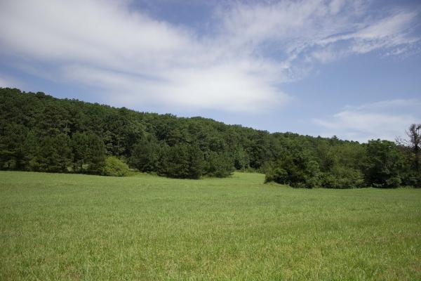 Blackberry Pastures