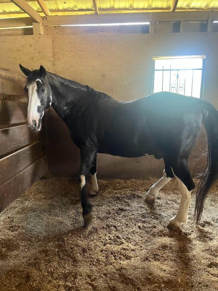 Klassic Stables