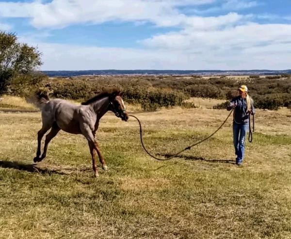 PH Performance Horses