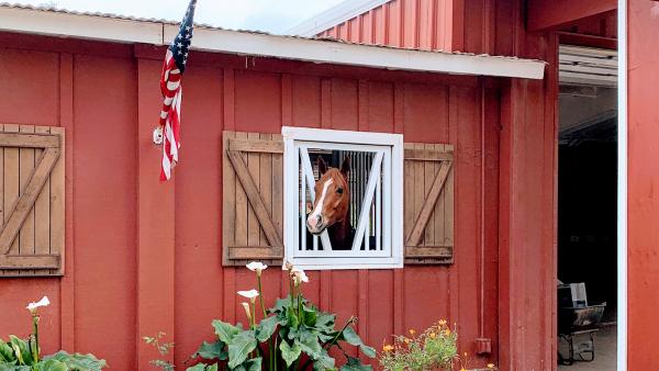 Katie Wagner Show Horses