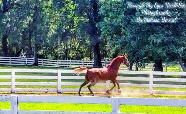 High Caliber Stables