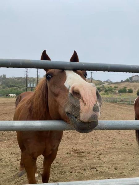 Wine Country Trails by Horseback