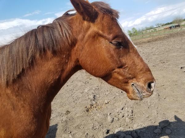 Watchman Stables