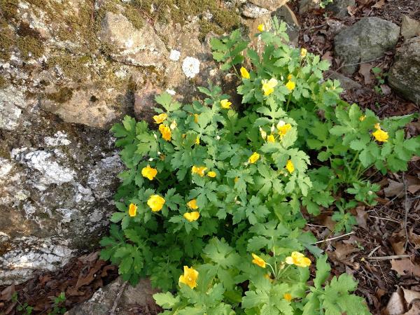 Bennetts Creek Farm LLC