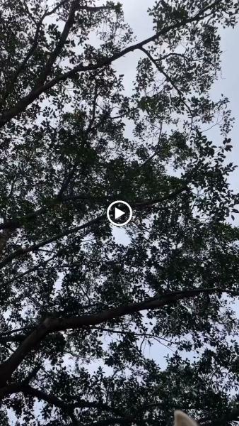 Aloha Riding Lessons