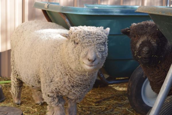 Ranch of the Red Horse