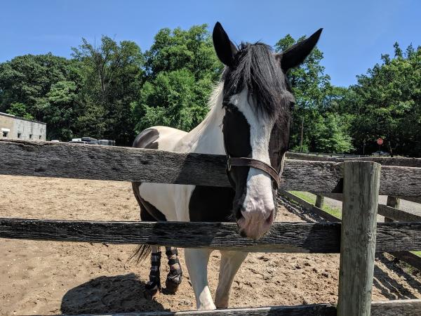City Island Stables