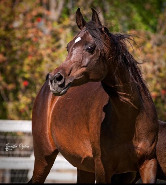 Arafa Arabians of the Nile