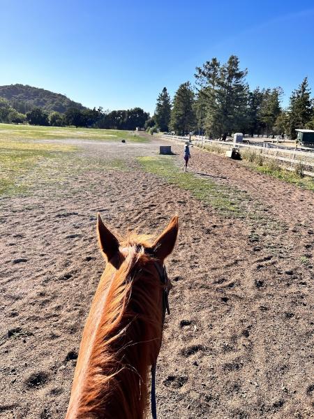 Webb Ranch Horses