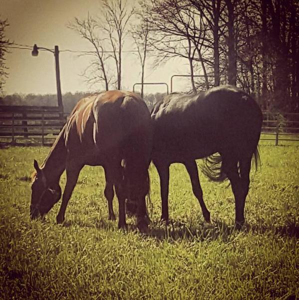 Lord's Performance Horses