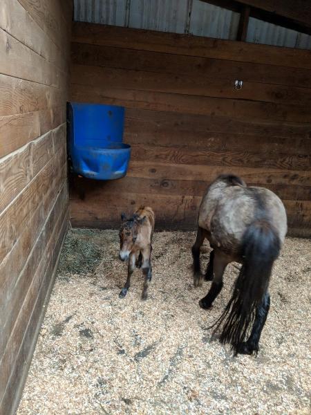 VFM Miniature Horses