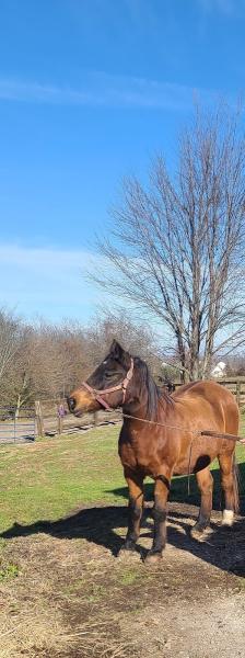 Sandy Run Stables