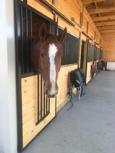 Dragonfly Farms Horse Boarding
