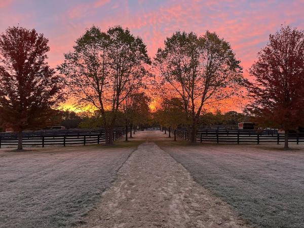 Impact Equestrian