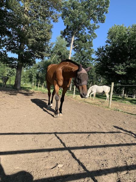 Fallen Oaks Farm and Stables