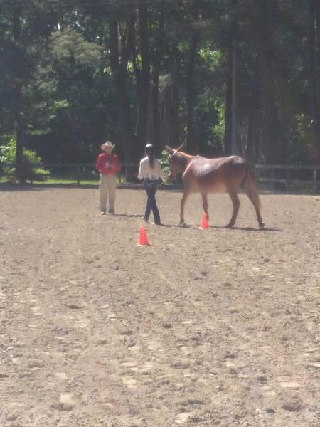 Cambridge Saddle Club