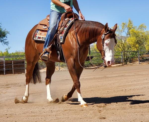 Steve Wolfe Performance Horses