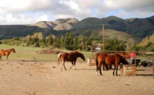 Meadow Creek Farm