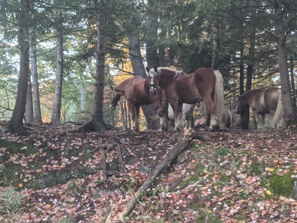Lajoie Stables