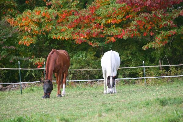 Herbst Arabians