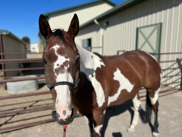 Fagan Farms Equestrian Center