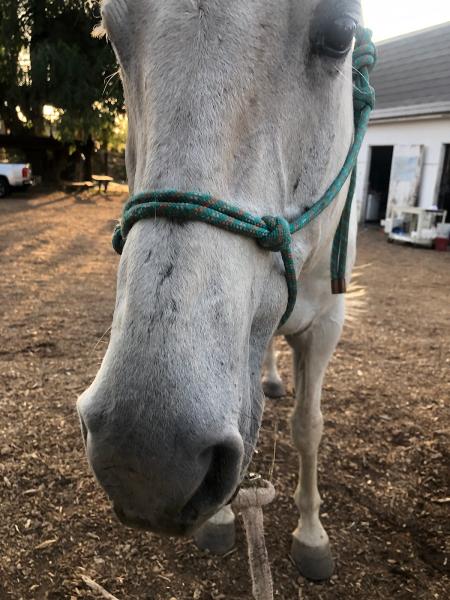 Serendipity Stables