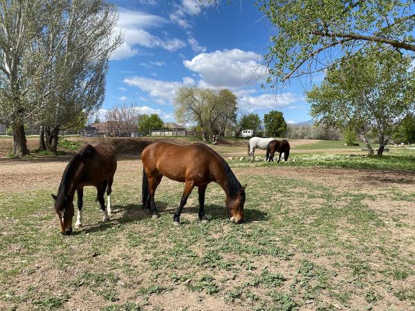 Serendipity Stables