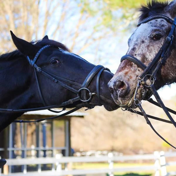 Silver Lining Stables