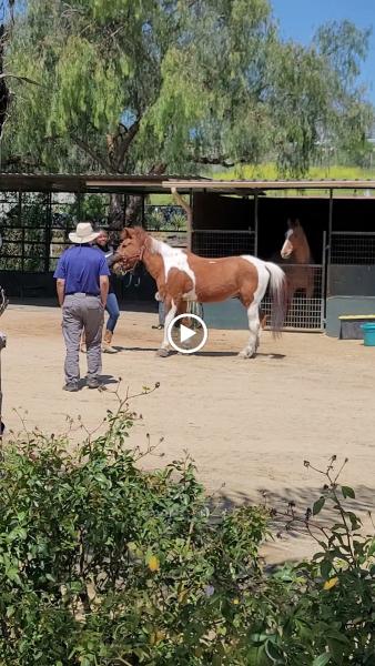 Hansen Dam Horse Park