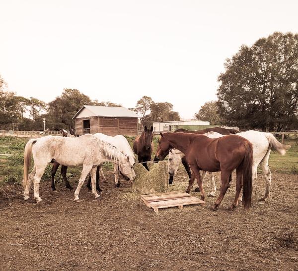 Flatwoods Equestrian Center