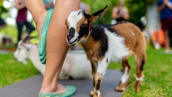 Goat Yoga Texas