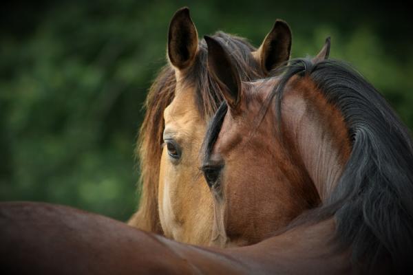 Horse Of Your Dreams