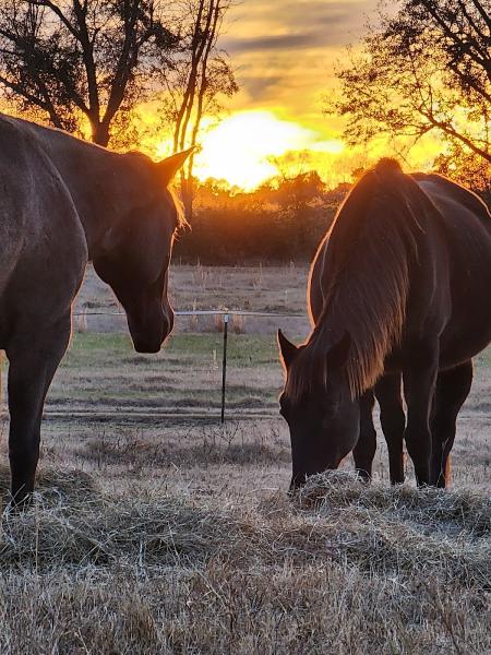 Cloverleaf Ranch & Stables