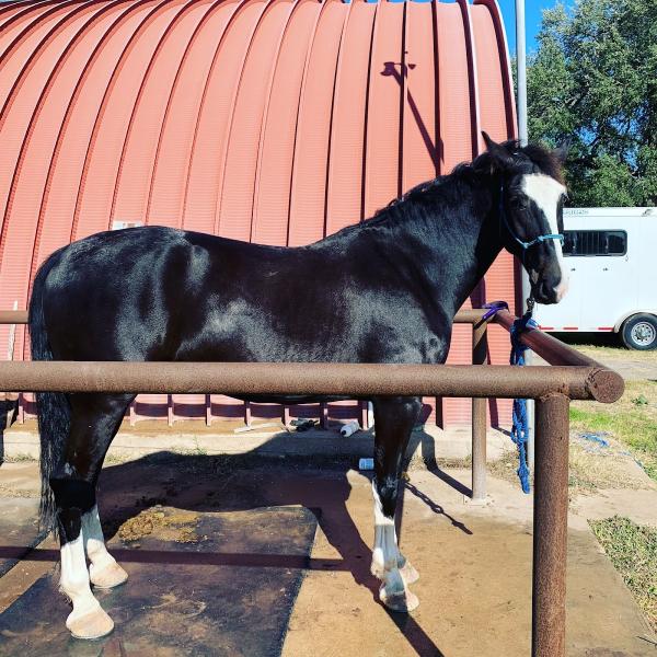 Salado Creek Riding Club