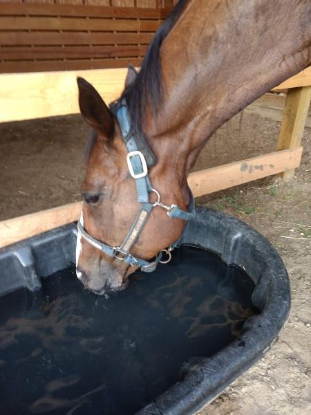 Harleys & Horses Farm