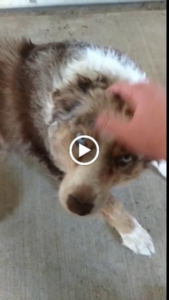 Chum Therapeutic Riding