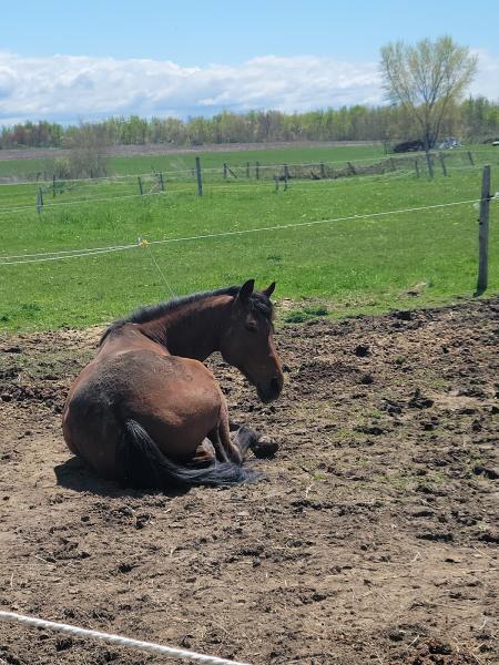 Green Mountain Stables