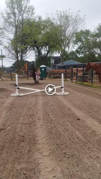 Areion Equestrian
